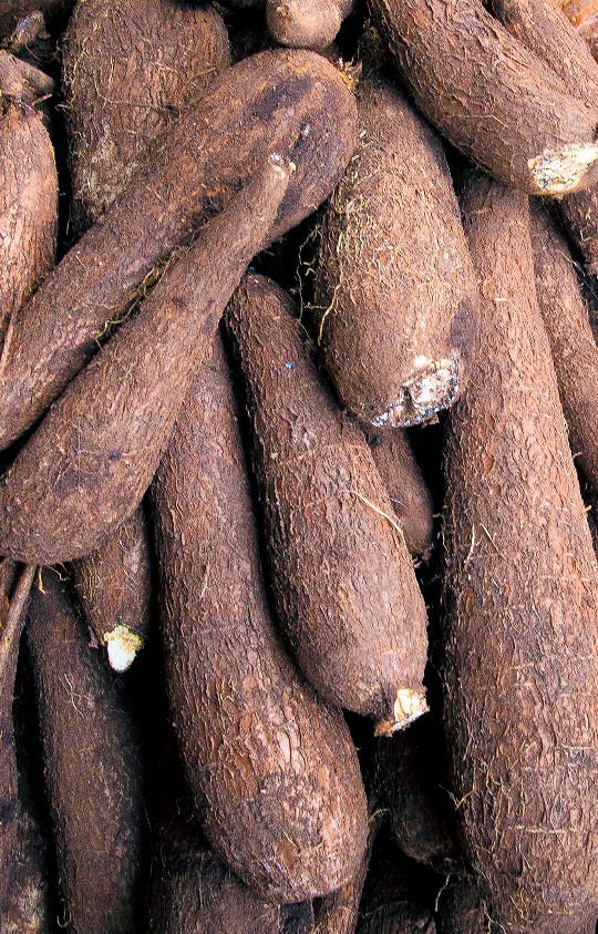 Plusieurs racines de manioc Plusieurs racines de manioc